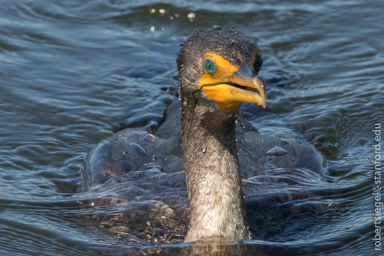 emily renzel wetlands